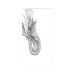 Elefantenportraitportrait &ndash; Passepartout 30 x 40 cm