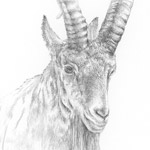 Steinbock