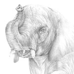 Elefant