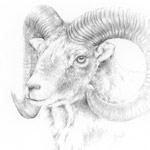 Mufflon
