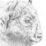 Wisent