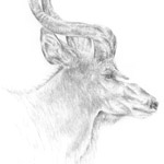 Großer Kudu