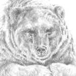 Kamtschatkabär