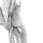 Elefantenportrait