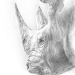 Nashornportrait