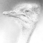 Der afrikanische L&auml;ufer