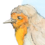 Rotkehlchen
