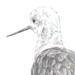 Stelzenläufer II