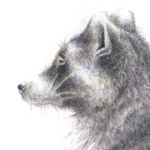 Waschbär