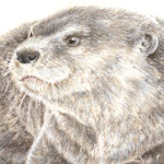 Zwergotter