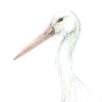 Storch