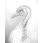 Der australische Wanderer