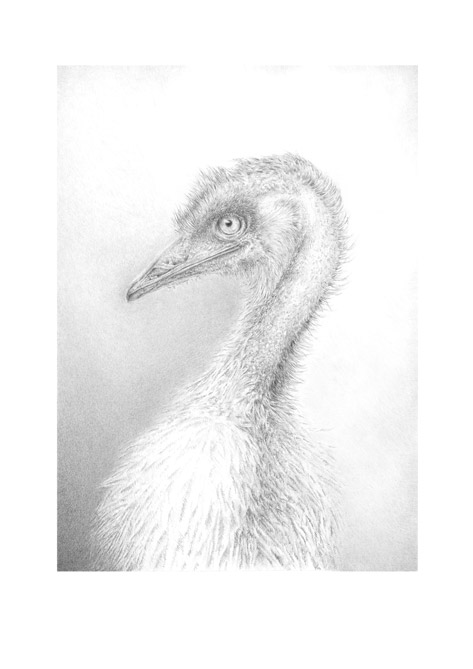 Der australische Wanderer