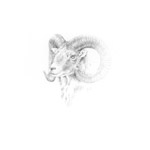 Mufflon (Widder)