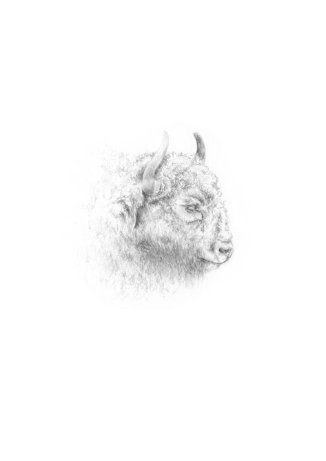 Wisent (Europ&auml;ische Bison)