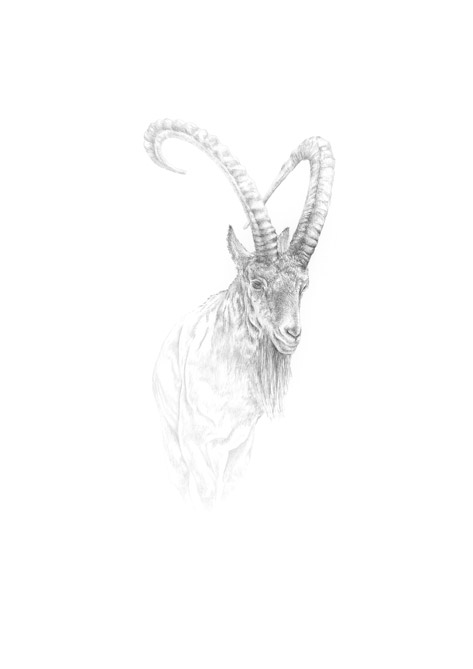 Steinbock Steinbock