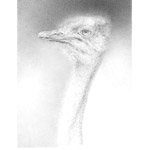 Der afrikanische L&auml;ufer