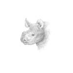 kleines Nashorn