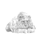 Kamtschatkabär Kamtschatkabär