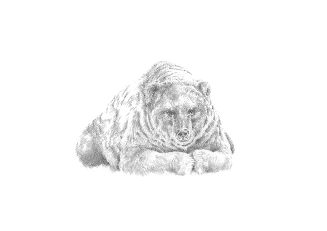 Kamtschatkabär Kamtschatkabär