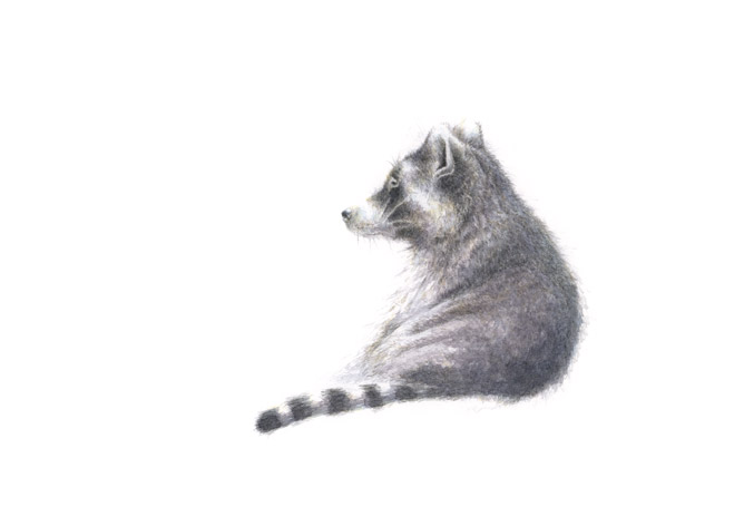 Waschbär Waschbär