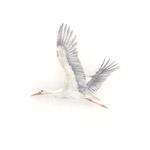 fliegender Storch III