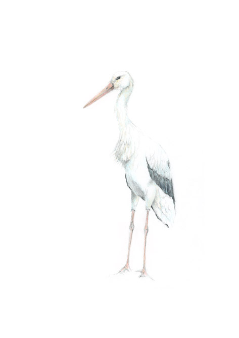 Storch Storch