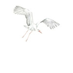 fliegender Storch